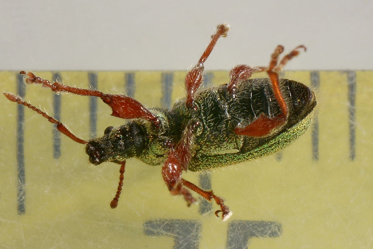 Curculionidae:  Phyllobius argentatus?  No, Phyllobius etruscus